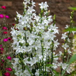 Bellflower, Chimney White